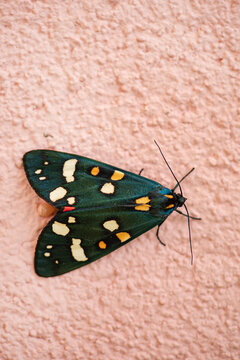 Scarlet Tiger Moth On Pink Wall