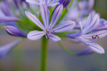 初夏の花々