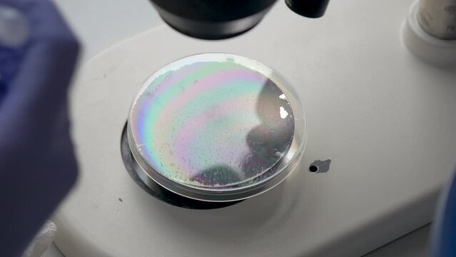 Fly specimen to liquid science experiment. High angle view.