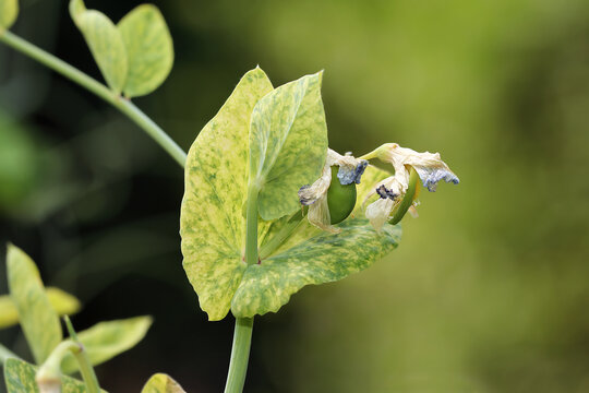 Viral disease of sweet peas. Pea streak diseases or pea mosaic, caused by Pea enation mosaic virus or pea streak virus or other. Infected pea plants develop mosaic and chlorotic vein yellow flecking.