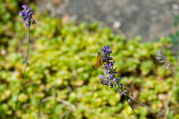 Large Skipper butterfly (Ochlodes sylvanus) perched on lavender plant in Zurich, Switzerland