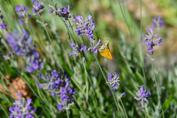 Large Skipper butterfly (Ochlodes sylvanus) perched on lavender plant in Zurich, Switzerland