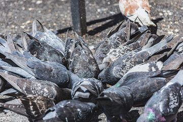 Flock of common pigeons eating from the ground in a public space. City bird feeding