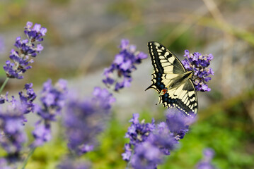 Old World Swallowtail or common yellow swallowtail (Papilio machaon) sitting on lavender in Zurich,...