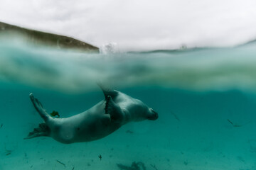 a seal swimming under water