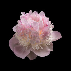 Beautiful pink-white blooming peony isolated on black background, view from above. Studio close-up shot.