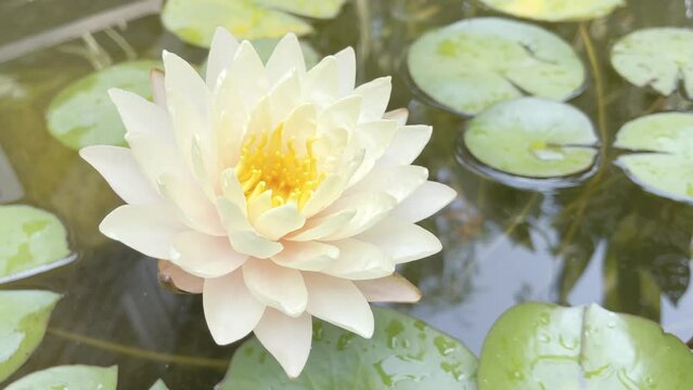 natural lotus water lily flower concept.foottage video 4 k.