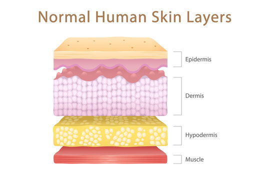 Normal Human Skin Split Layers Cube and Muscle