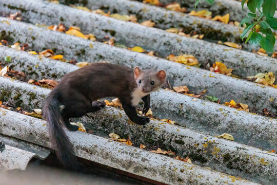 Young stone martens playing on a wavy Eternit roof under the leaves of a cherry tree tree