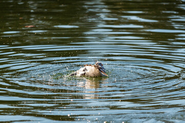Mouette déployant ses ailes au bord d'un lac