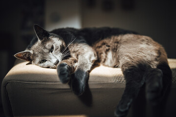 Fototapeta Closeup shot of a gray cute cat napping under the sunlight obraz