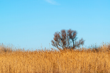 Marécage en automne