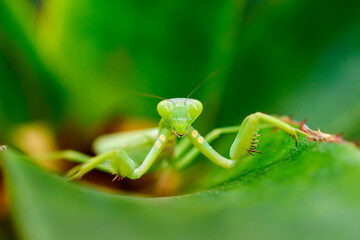 Close-up of a praying mantis on a leaf;