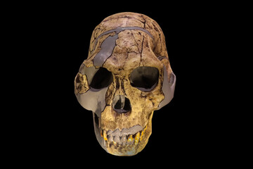 Human skull displayed on a black background.