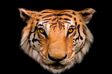 close-up of bengal tiger face on black background