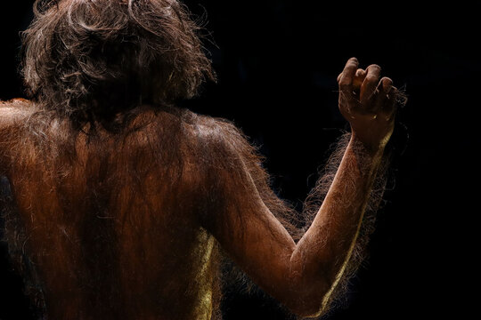 dorsal afarensis australopithecus which is an ancient ancestor