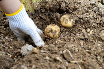 家庭菜園のジャガイモ掘り
