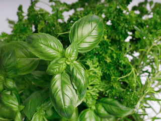 fresh basil, rosemary and parsley leaves