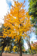 Fototapeta premium beautiful,maple leaves,maple,leaves,autumn leaves,autumn,Tokyo,Japan,fall,foliage,colorful,koyo,momiji,nature,natural,plants,tree,season,change,garden,park, yellow,orange,red,green