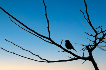 Pouillot véloce perché dans un arbre