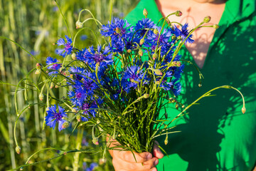 The boy is holding a bouquet of blue cornflowers in a wheat field. Wild flowers.