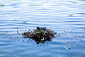 Kleinhesseloher See in the English Garden in Munich, breeding ground for ducks, nest