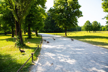 Fototapeta premium Wildgänse im Englischen Garten in München