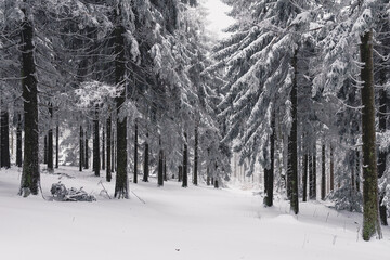 Forest with big trees and snow all over its branches in Hessen, Germany