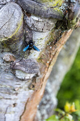 A blue wood bee works on the trunk of an old tree.