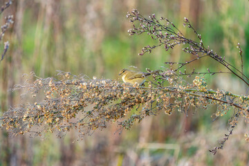 Pouillot véloce perché dans un arbre