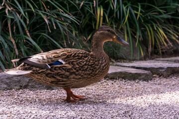 Duck on the path in the park