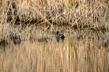 Canard dans un marais