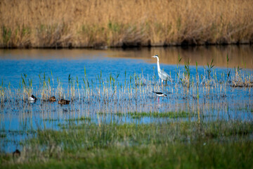 Echasse blanche et héron cendré dans un marais