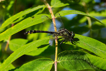 Dragonfly behind green leaves with sunny summer day