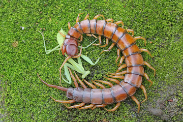 A centipede preying on a praying mantis. This multi-legged animal has the scientific name...