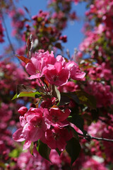 Pink flowers of blossoming apple-tree (grade 