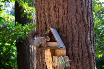 Squirrel close-up on a tree trunk in the forest on a sunny day