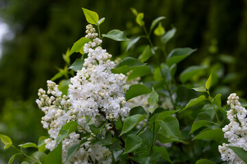 Blossoming branch of a white lilac close-up