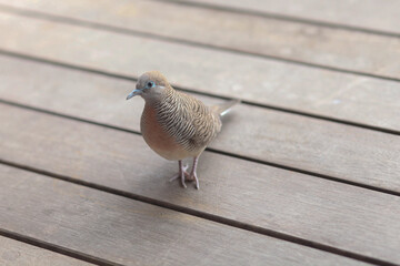 bird on the wooden floor. High quality photo