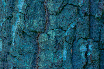 bark of a tree