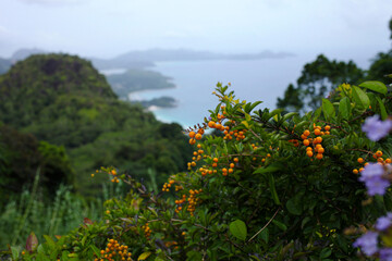 Fototapeta na wymiar orange berries on the background of the island. High quality photo