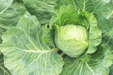 Obraz premium White cabbage grows in the garden.