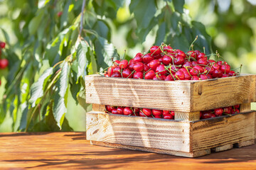 ripe cherries in crate on wooden table outdoors