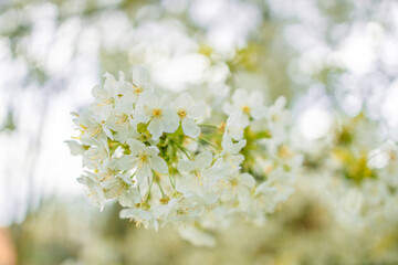 Springtime flowering branches and a bee with copy space banner