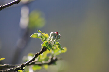 Selective focus of leaves and flowers of fruit tree sprouting in spring