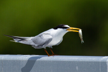 餌を食べようとしないコアジサシ