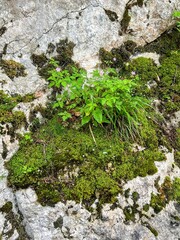 Growing on a rock