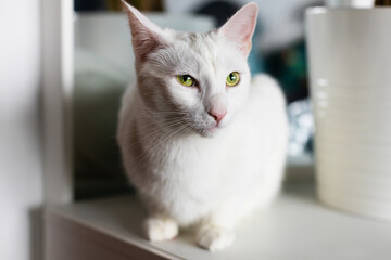 White Cat in his house