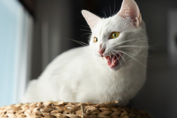 Obraz premium Angry white Cat in his house