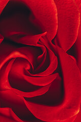 Natural floral background. Red blooming rose. Taken with macro lens stacked. Selective focus.